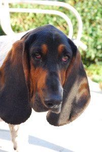 Our dog, Roscoe!